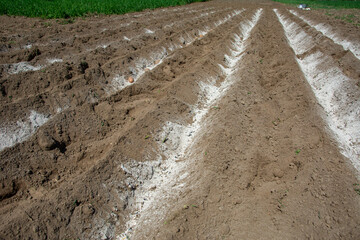 Potatoes planted in neat furrows