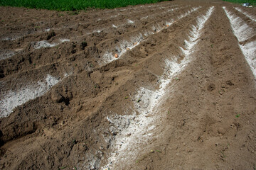 Potatoes planted in neat furrows
