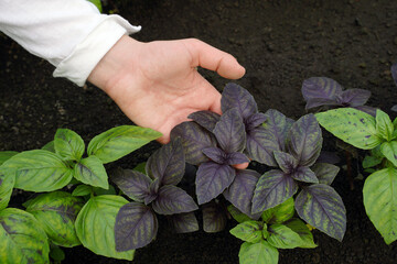 Farmer growing purple and green basil in his own litttle farm and caring about plants. Ocimum basilicum seedlings in a greenhouse. Basil in female hand.