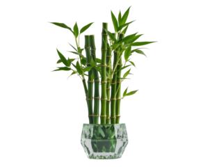 Artistic portrayal of a lucky bamboo arrangement in a faceted crystal pot, a symbol of prosperity and tranquility, perfect as a zen interior accent