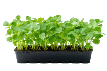 Lush vibrant green celery seedlings thriving in a black plastic tray against a stark black on transparent background