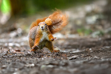 Adorable Squirrel Foraging in a Tranquil Forest.