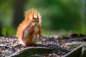 Adorable Squirrel Foraging in a Tranquil Forest.