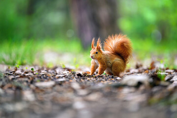 Adorable Squirrel Foraging in a Tranquil Forest.