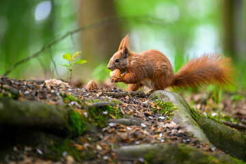 Adorable Squirrel Foraging in a Tranquil Forest.
