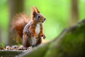 Adorable Squirrel Foraging in a Tranquil Forest.
