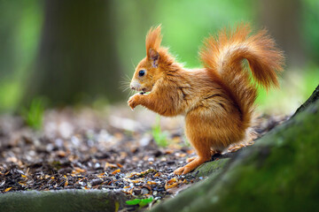 Adorable Squirrel Foraging in a Tranquil Forest.