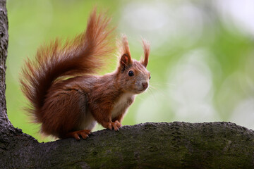 Adorable Squirrel Foraging in a Tranquil Forest.