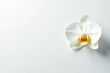 Delicate white orchid blossom on stark white backdrop, unblemished, white, detail