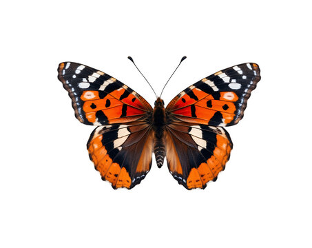 Captivating close up showcasing the intricate patterns and vibrant colors of a red admiral butterfly with its wings fully open creating a stunning visual display