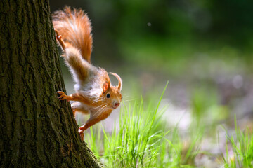 Adorable Squirrel Foraging in a Tranquil Forest.