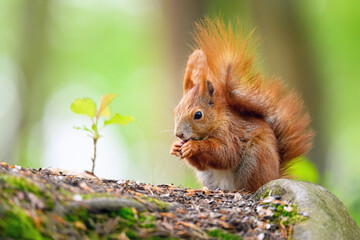 Adorable Squirrel Foraging in a Tranquil Forest.
