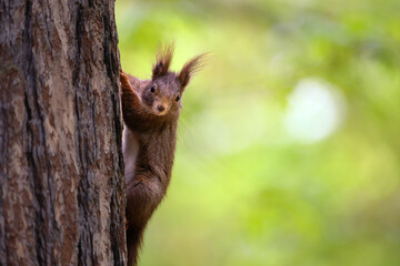 Adorable Squirrel Foraging in a Tranquil Forest.