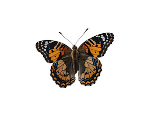 Obraz premium Captivating close-up of a painted lady butterfly showcasing intricate wing patterns, delicate details, and vibrant colors against an isolated backdrop, creating a stunning visual