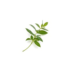 green plant isolated on white background