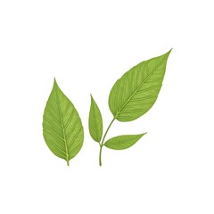 Fototapeta premium green leaves isolated on white background