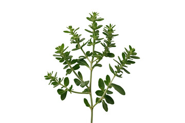 Captivating Close-Up of Fresh Oregano Stem, A Culinary Herb Isolated on Plain White Displaying Vibrant Green Leaves and Delicate Texture for Food Photography