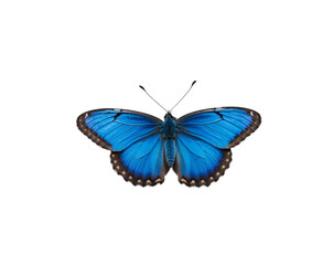Captivating Common Blue Butterfly Displaying Its Iridescent Wings, Isolated on a Clean Background, Perfect for Natural Science and Wildlife Enthusiasts