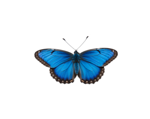 Captivating Common Blue Butterfly Displaying Its Iridescent Wings, Isolated on a Clean Background, Perfect for Natural Science and Wildlife Enthusiasts