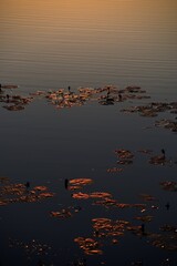 Serene Sunset Reflection on Water with Lily Pads in Tranquil Atmosphere