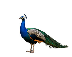 Naklejka premium Captivating farm peacock displaying its iridescent plumage and graceful stance in a serene outdoor environment, a symbol of nature's splendor and elegance