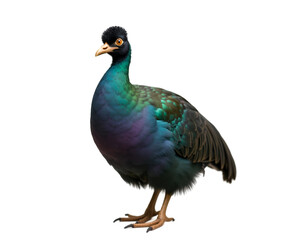 Obraz premium Captivating Guinea Fowl Portrait, A Celebration of Unique Avian Beauty and Striking Plumage Detail, Perfect for Nature Enthusiasts and Wildlife Art Collectors