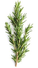 Obraz premium Fresh Rosemary Herb Sprig Close Up on White Surface Background Culinary