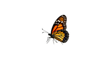 Fototapeta premium Captivating monarch butterfly gracefully perched upon an old tree trunk in an open field, capturing the essence of nature's beauty and delicate ecological balance