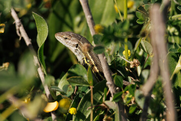 Lagartija colilarga (Psammodromus algirus) camuflada entre matorrales, España