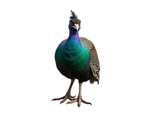 Naklejka premium Captivating portrayal of a solitary guinea fowl displaying its iridescent plumage and distinctive features in a posed studio shot, presenting an appealing wildlife image