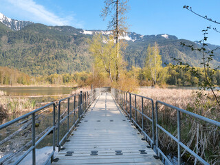 Fototapeta premium Bridge leading to a lookout at the Cheam Lake Wetlands Regional Park during a spring season in Rosedale, Fraser Valley, British Columbia, Canada