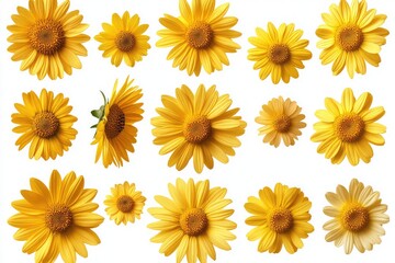A selection of cheerful yellow daisy flower heads