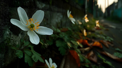 Delicate white wood anemone flower with dew drops, close-up shot against a dark, blurred background of foliage and autumn leaves.  Captures the beauty of nature's details.
