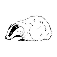 head badger symmetric, sketch vector graphics color picture