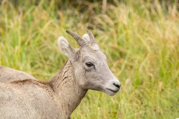Close-up headshot of a kid goat with big brown eyes in a grassy field in the rocky mountains of Banff National Park, Canada