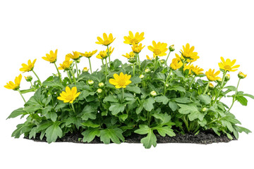 Vibrant yellow flowers blooming in lush greenery against a black background showcasing rich on transparent background
