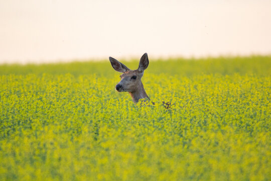 A head of a deer popping up through the tall yellow canola fields in Airdrie Alberta canada