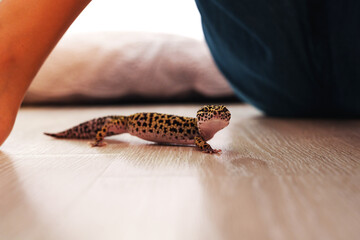 Small leopard gecko exploring a wooden floor in a cozy indoor setting during the afternoon