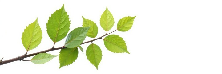 Fototapeta premium Isolated branch against a bright white background, nature, plant, leafy