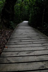 wooden footpath in South african forest