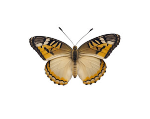 Obraz premium Close-up studio shot showcasing the intricate wing patterns and delicate beauty of a Spicebush Swallowtail butterfly, highlighting its unique colorations and symmetrical design on isolate