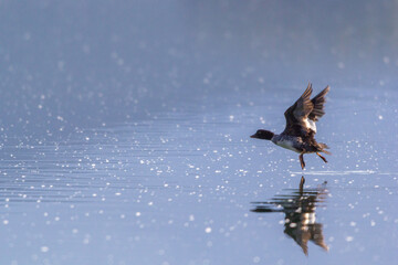 A goldeneye male duck taking flight off the water