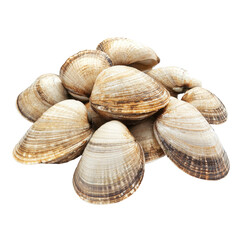 Fresh Clams Piled Up on a White Background, Perfect for Seafood Dishes and Culinary Delights