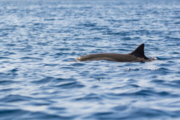 Spinner Dolphin surfacing in the sunlight