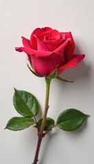 Naklejka premium Single rose in full bloom on a simple surface, flower, single, simple