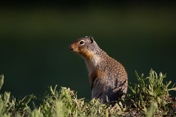 Gopher posing for the camera in the morning sun