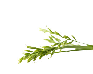 Fototapeta premium Delicate blades of isolated grass with subtly curled and dry ends on a minimal plain setting representing natural textures and organic forms