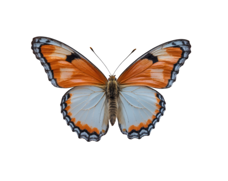 Delicate orange tip butterfly showcasing intricate wing patterns in flight on a plain setting, demonstrating beauty and detail in nature's captivating creatures