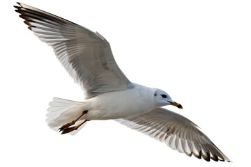 Seagull bird in flight with wings spread wide isolated on the transparent background