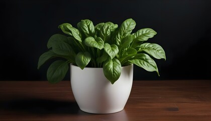 Fototapeta premium A healthy spinach plant grows in a white pot, set against a dark background.